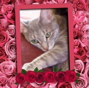 Meet your Posher, Nancy